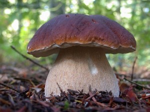 Porcini Mushrooms