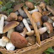 porcini mushrooms