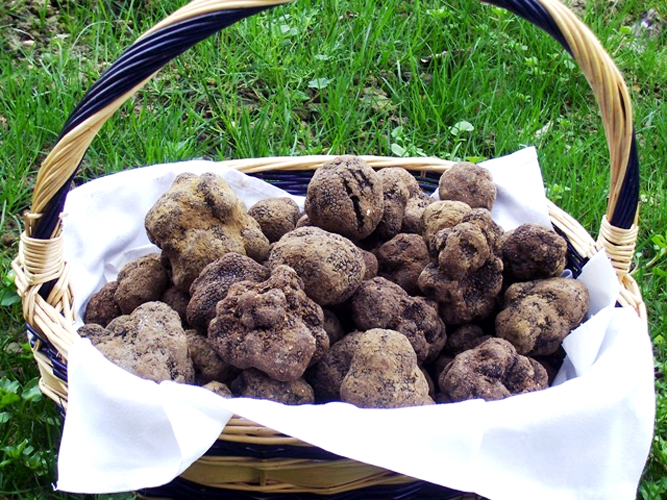 Truffle