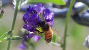 Alfalfa Organic honey