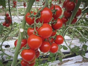 Sauce Cherry Tomato Bio