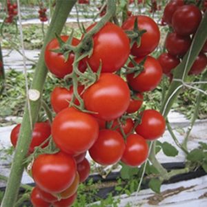 Sauce Cherry Tomato Bio